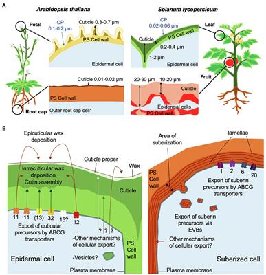 Frontiers Trafficking Processes And Secretion Pathways Underlying The